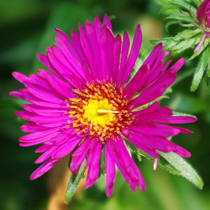 Aster nova-angliae September Ruby